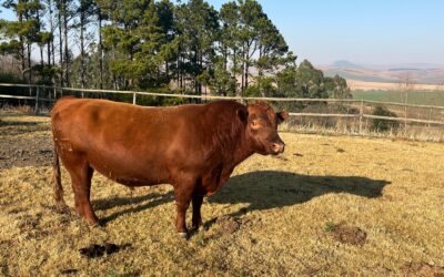 Angus Bull